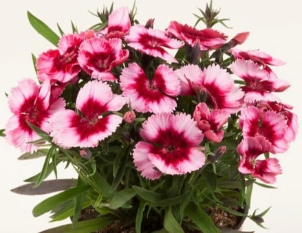 Dianthus Corona Raspberry 6 Pack