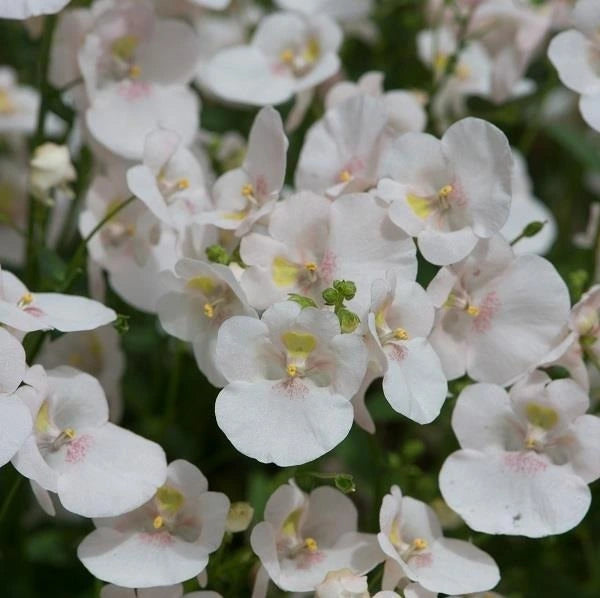 Diascia Diamond White Blush 1L