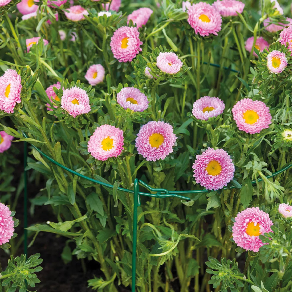 Grow It Double Plant Support Ring