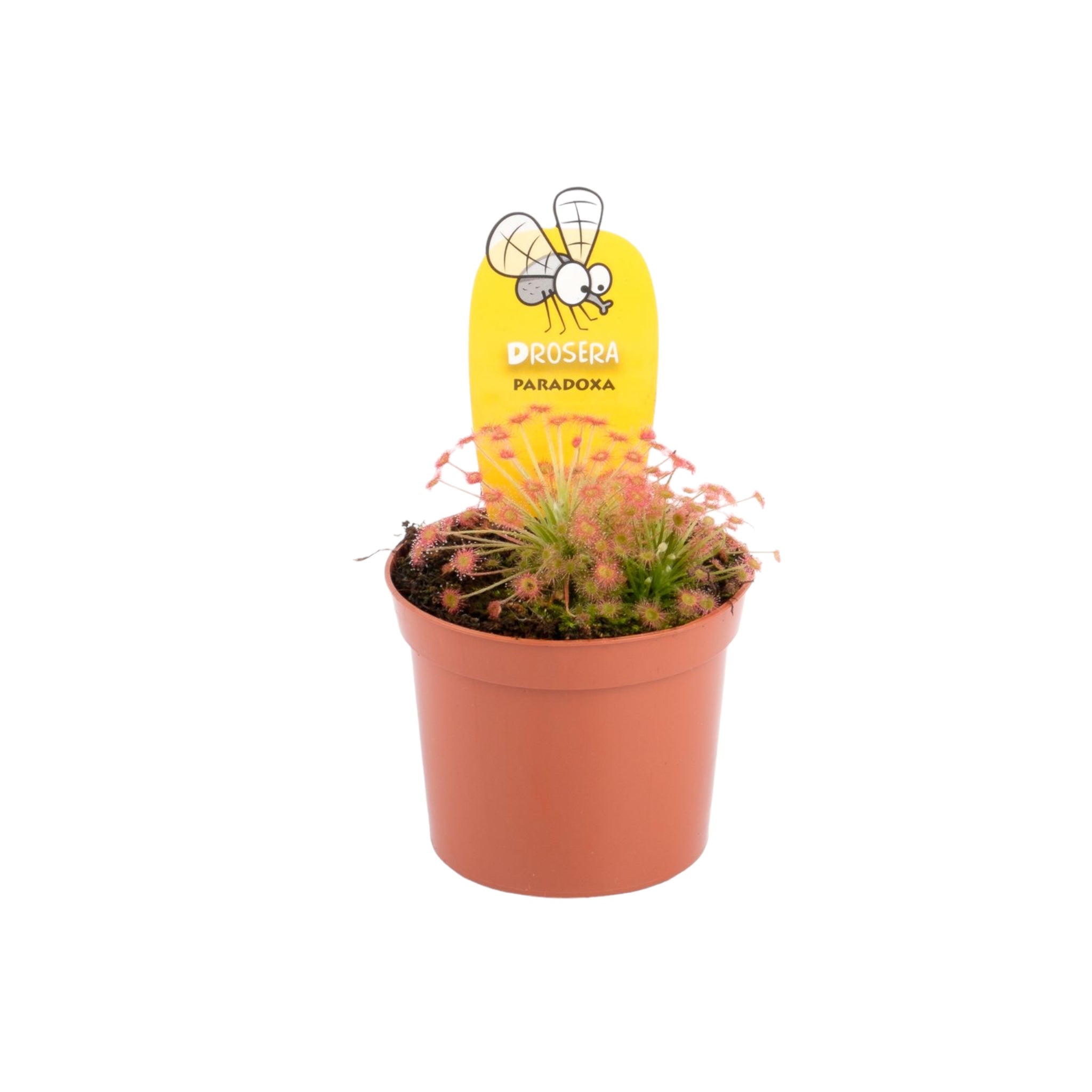 Carniverous 8.5cm Drosera Sundew Mix