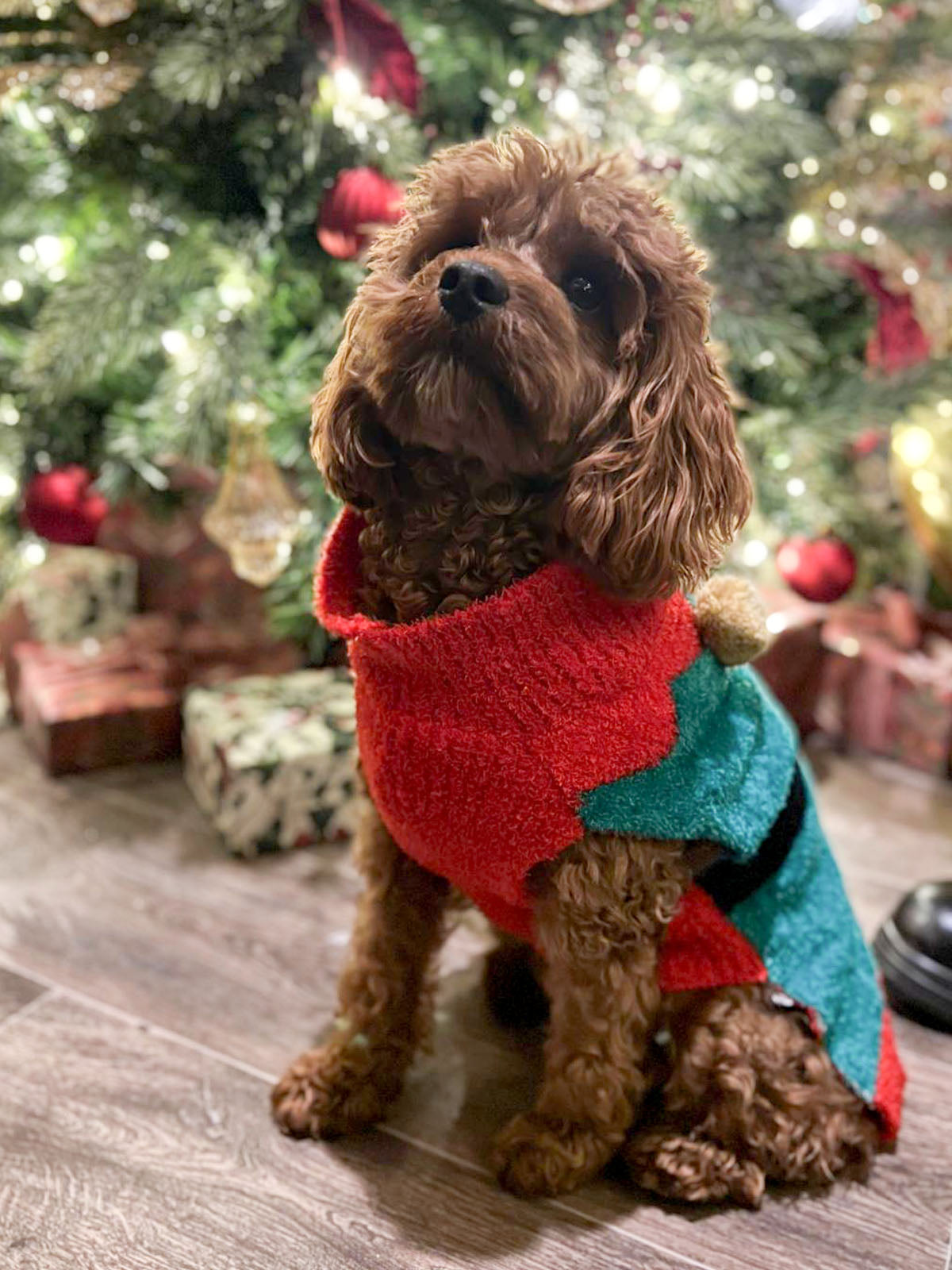 Dog wearing a colorful sweater in front of a decorated Christmas tree.
