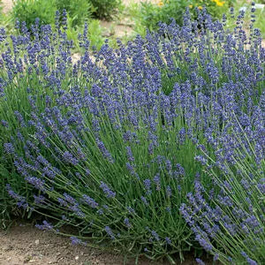Lavandula Essence Purple 10.5cm
