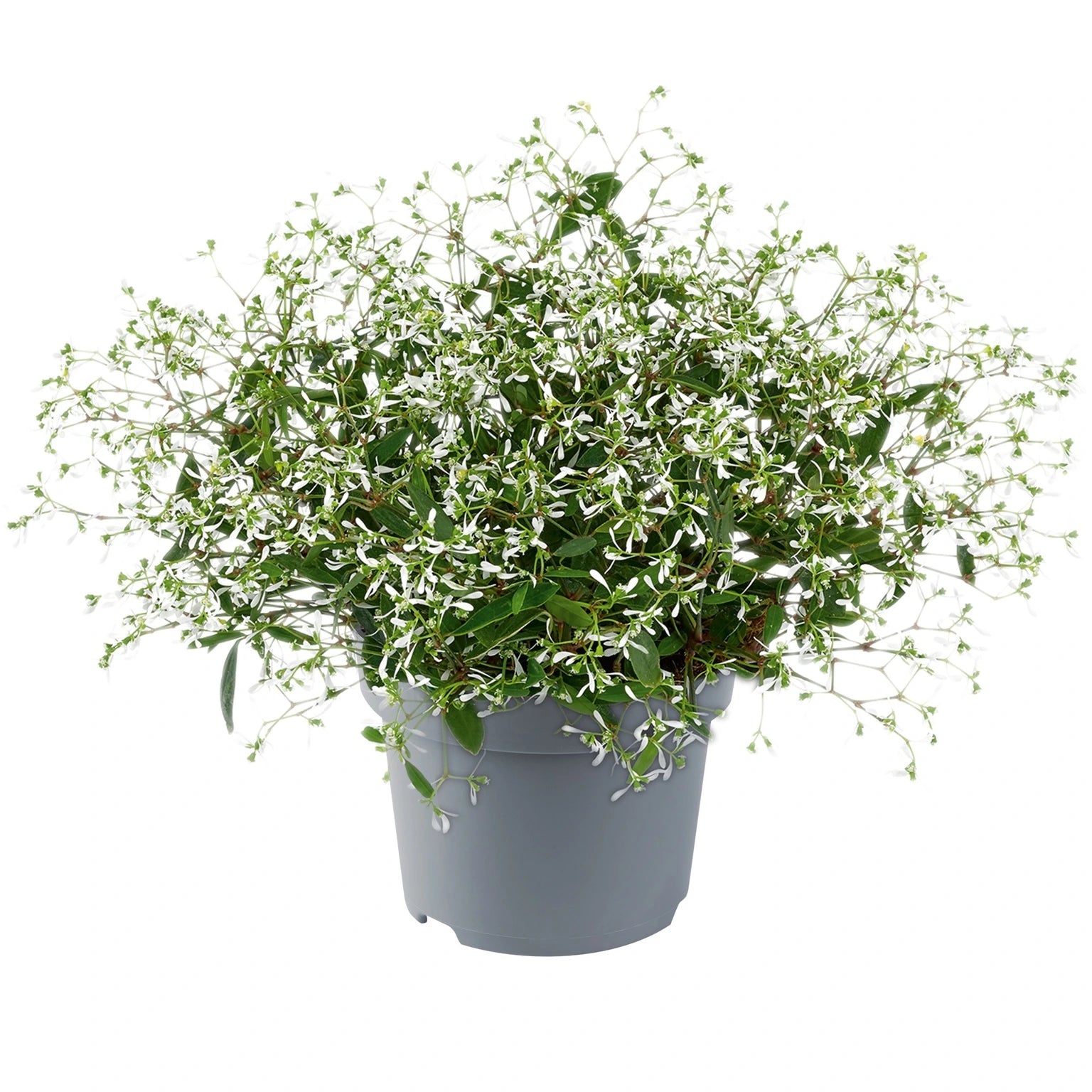 Euphorbia Silver Fog 10.5cm