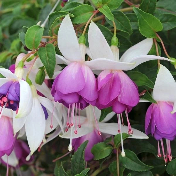 Fuchsia Buds Of May Anthea 10.5cm