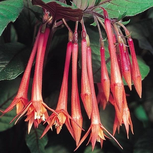 Fuchsia Koralle 10.5cm