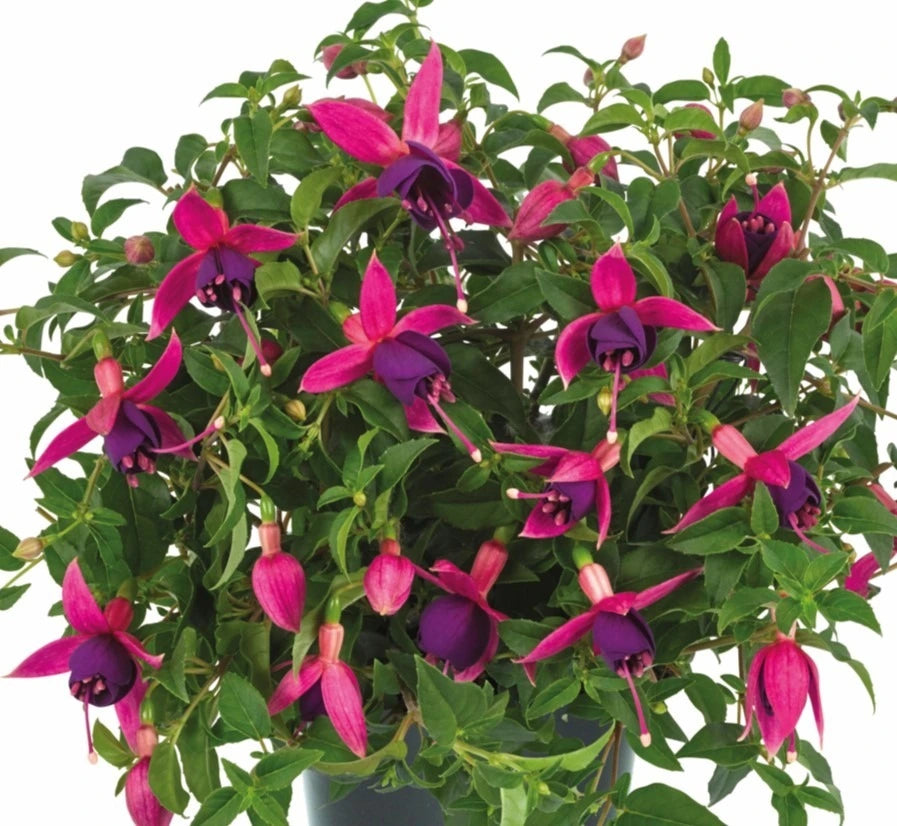 Fuchsia Windchimes Pink & Purple Trailing 10.5cm