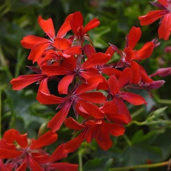 Geranium Trailing Balcon Mini Red 10.5cm
