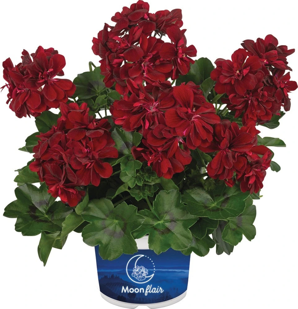 Geranium Trailing Moonflair Burgundy 10.5cm