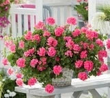 Geranium Trailing Sunflair Linda Pink 10.5cm