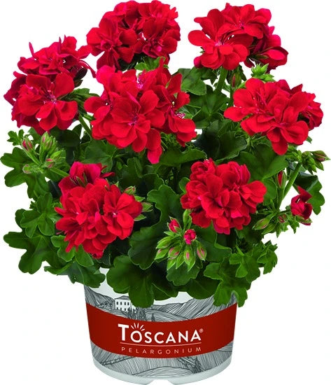 Geranium Trailing Sunflair Paula Red 10.5cm