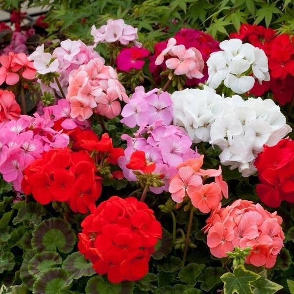 Geranium Horizon Mix 4 Pack