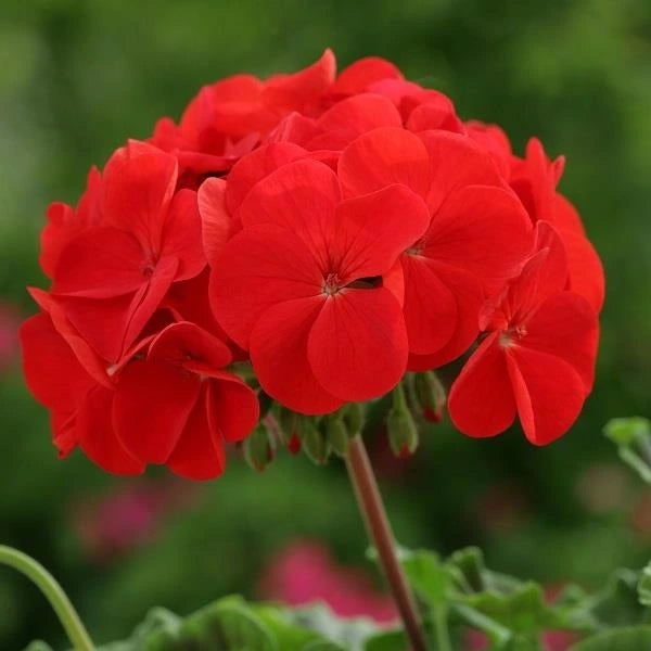 Geranium Horizon Red 4 Pack