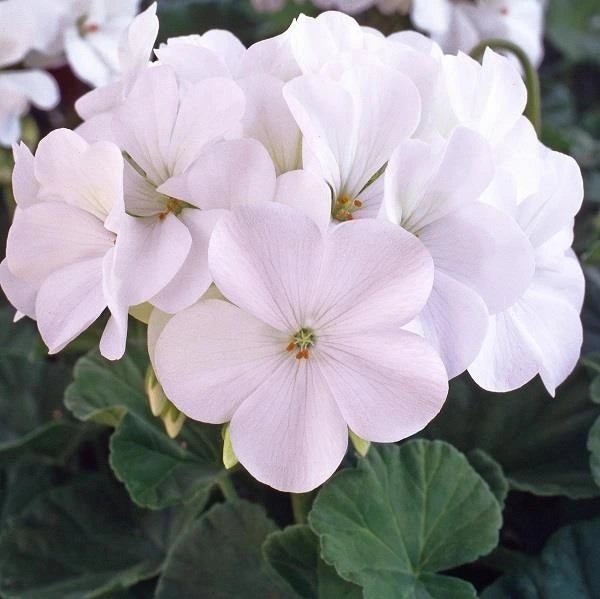 Geranium Horizon White 4 Pack