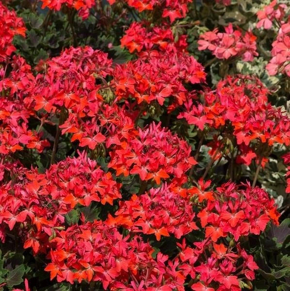 Geranium Zonal Chocolate 1L