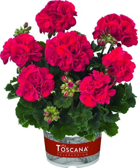 Geranium Zonal Castello Bernd Dark Red 1L