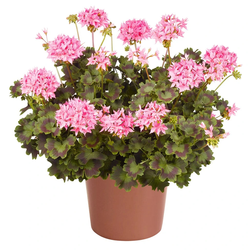 Geranium Zonal Summer Twist Rose 1L