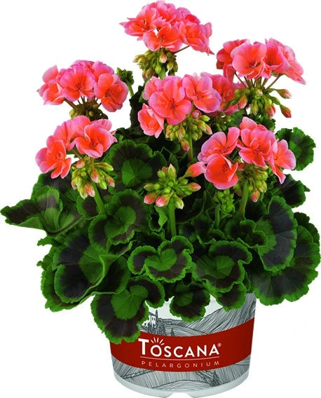 Geranium Zonal Trend Salmon 10.5cm