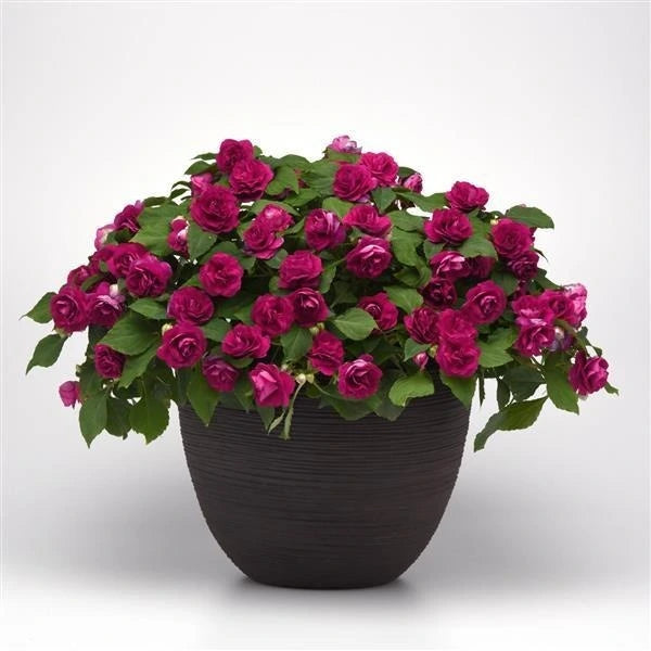 Impatiens Glimmer Burgundy 1L