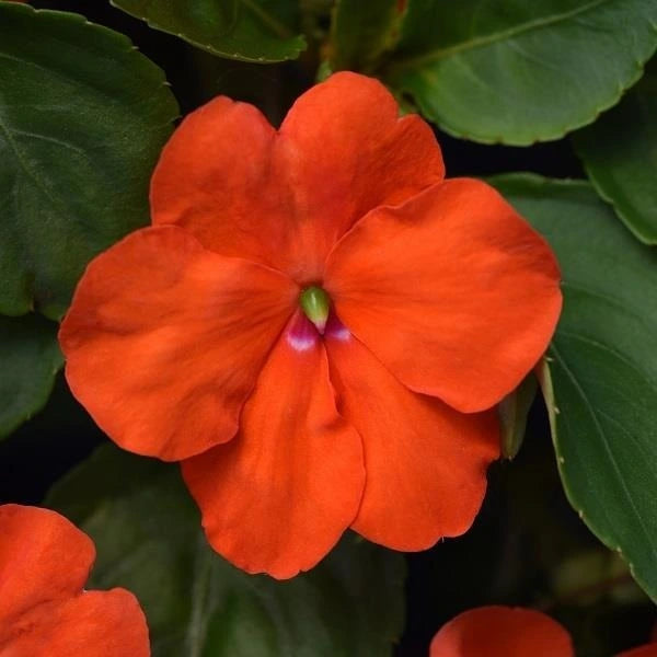 Impatien Beacon Orange 6 Pack