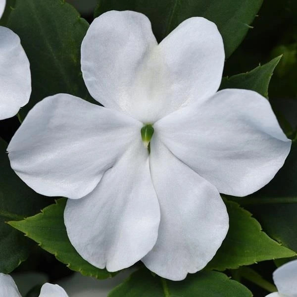 Impatien Beacon White 6 Pack