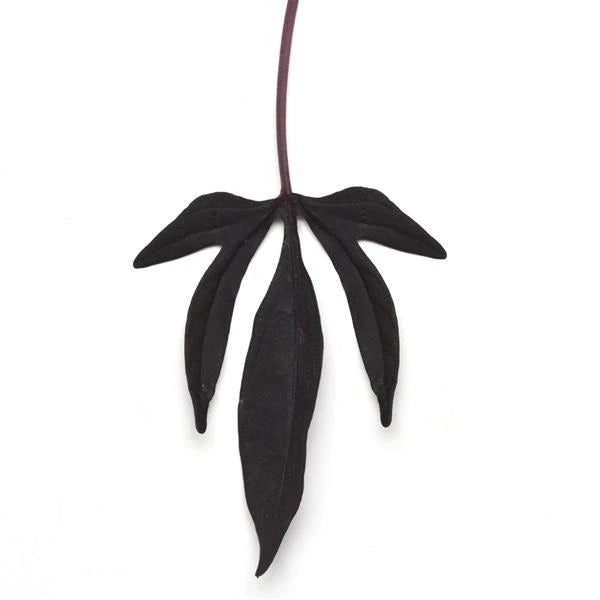 Ipomoea Solar Power Black 10.5cm