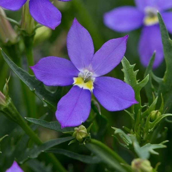 Isotoma Fizz N Pop Purple 10.5cm