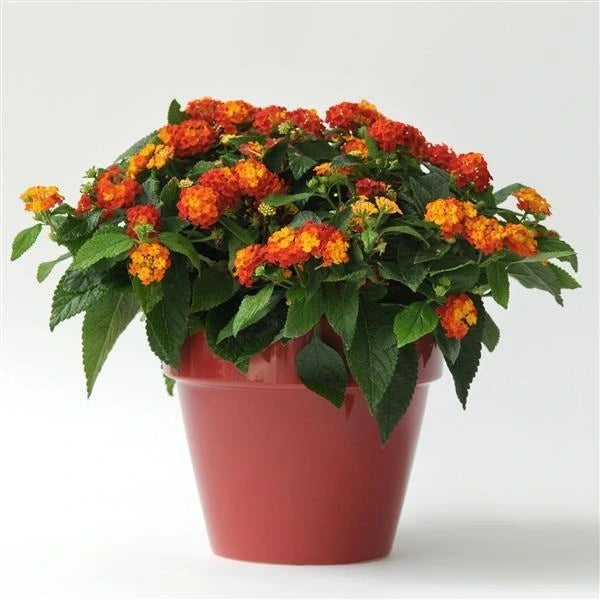 Lantana Lucky Red Flame 1L
