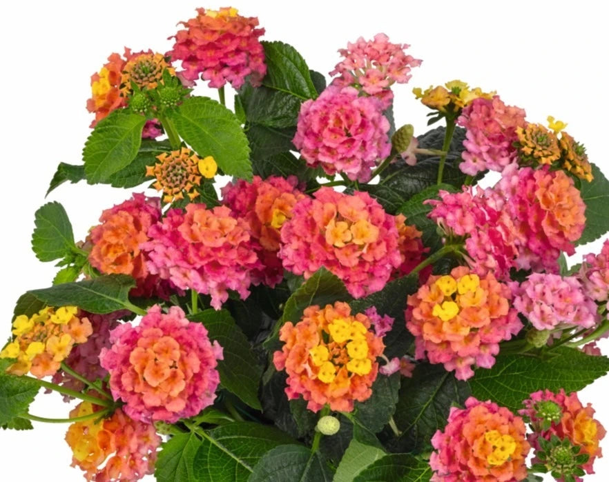 Lantana Lucky Rose Sunrise 1L