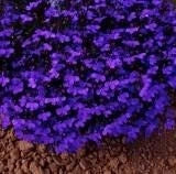 Lobelia Crystal Palace 9 Pack