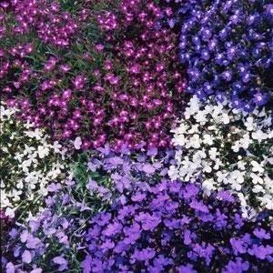 Lobelia String of Pearls 9 Pack