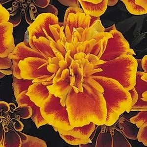 Marigold French Bonanza Harmony 6 Pack