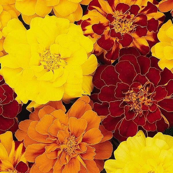 Marigold French Durango Mix 6 Pack