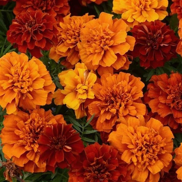 Marigold Fireball 3L