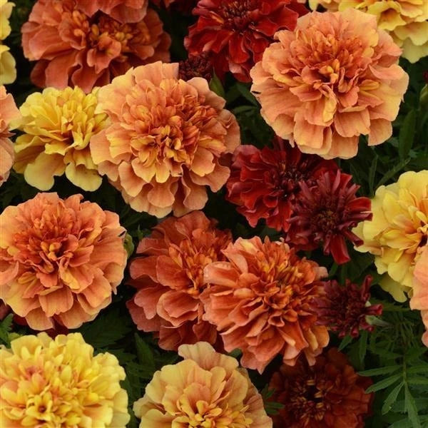 Marigold Strawberry Blonde 3L