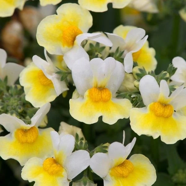 Nemesia Aroma Banana Split 1L  BAC178