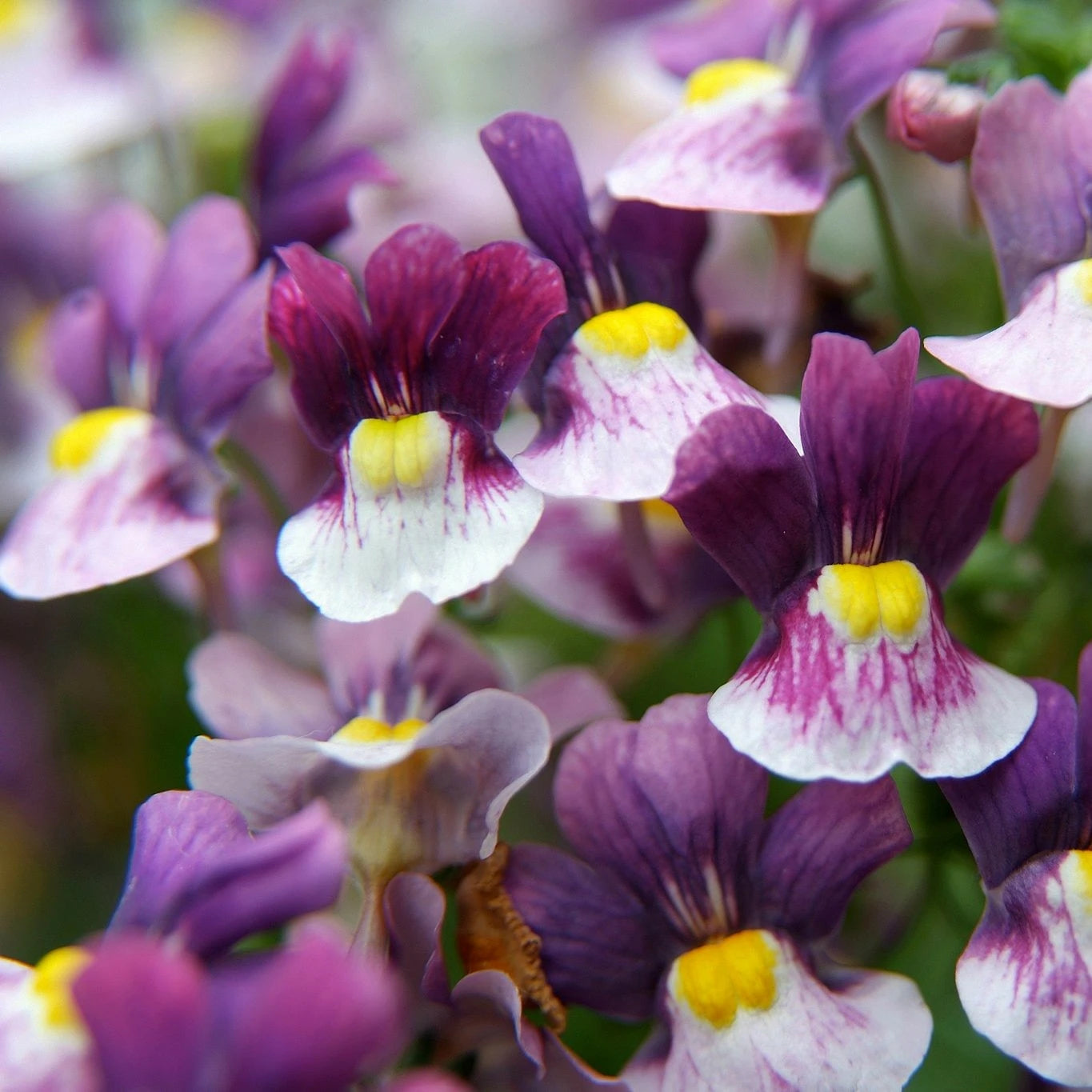 Nemesia Berries & Cream 1L  BAC181