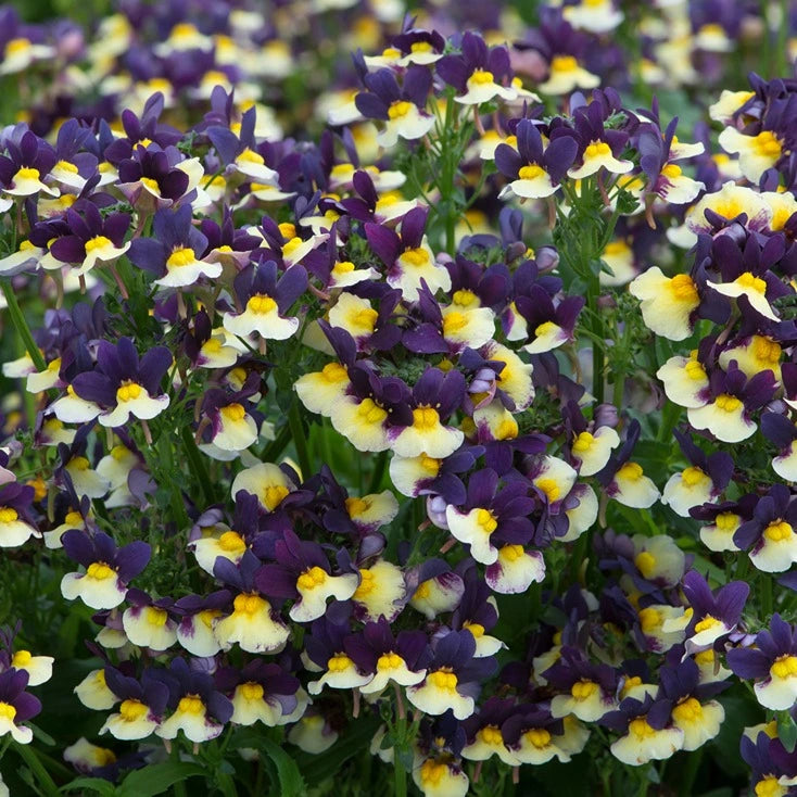 Nemesia Aroma Plums & Custard 1L