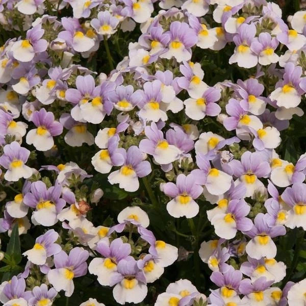 Nemesia Easter Bonnet 4 Pack