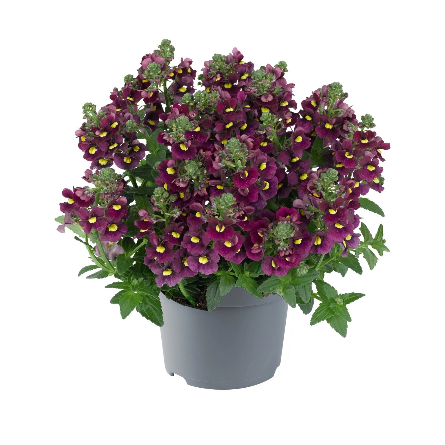 Nemesia Nuvo Carmine Jumbo 6 Pack