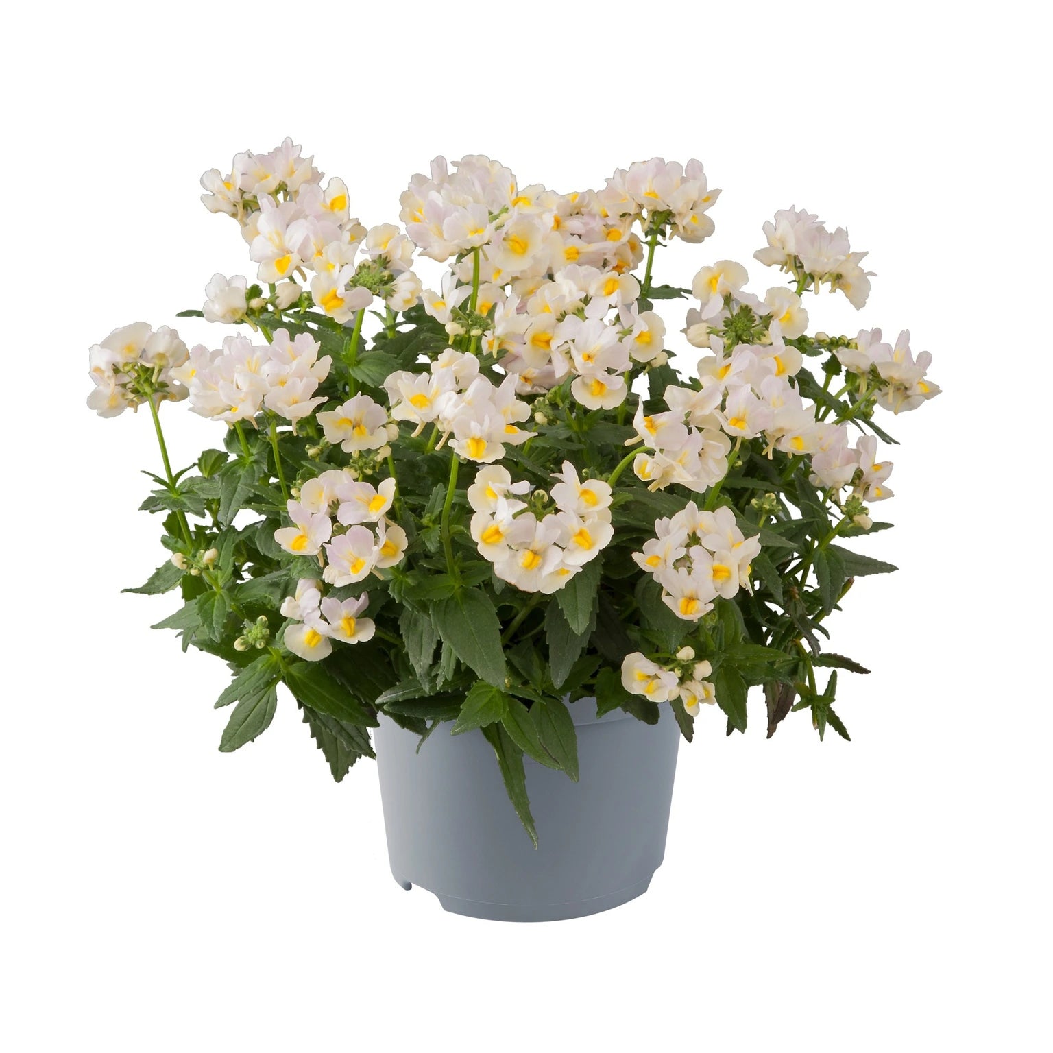 Nemesia Nuvo Vanilla Jumbo 6 Pack
