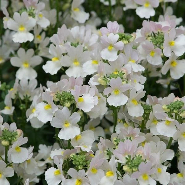 Nemesia Wisley Vanilla 1L