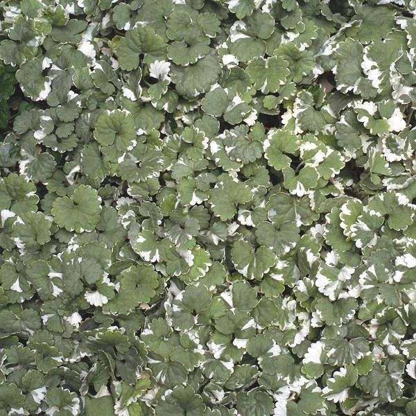 Nepeta 1L