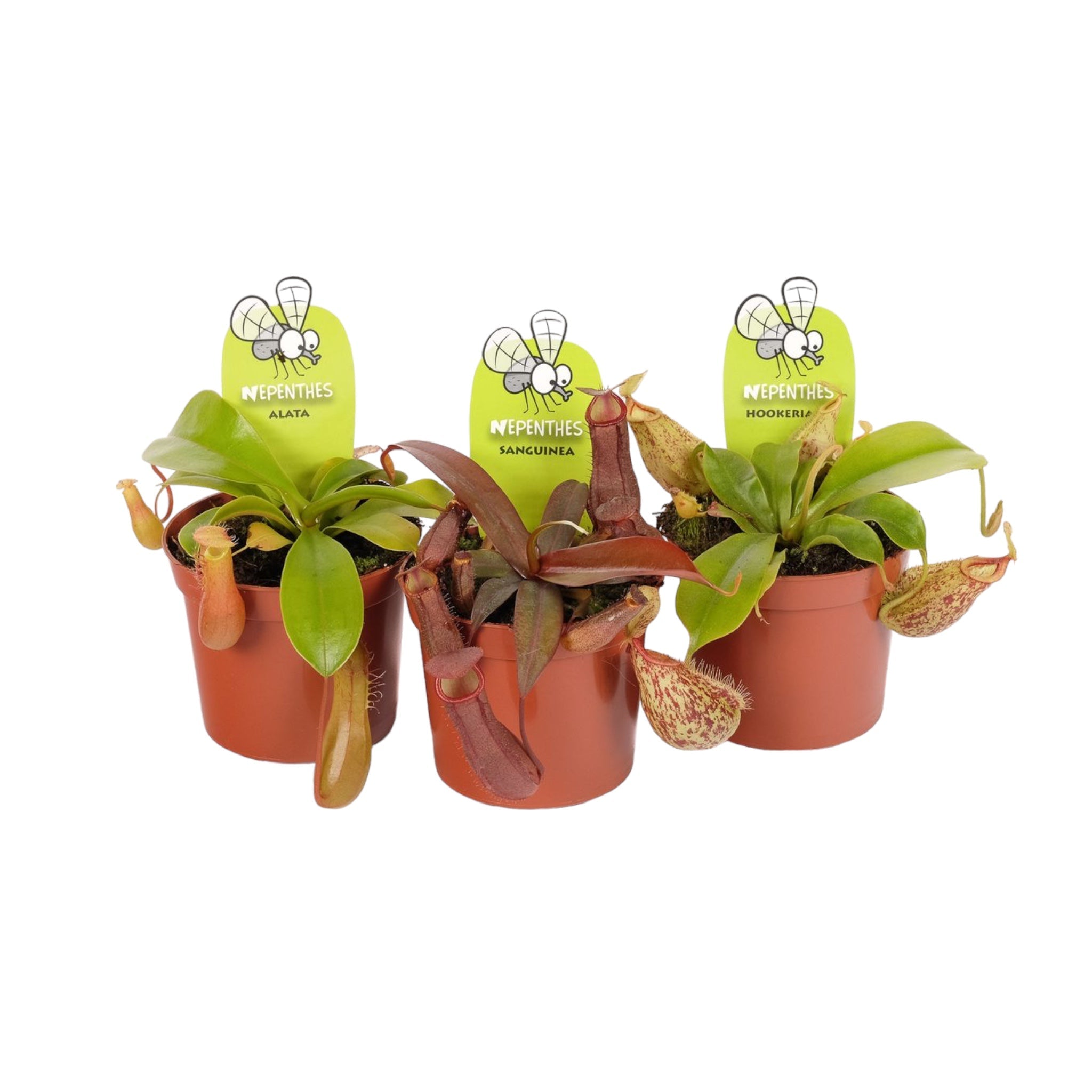 Carnivorous Nepenthes Pitcher Plant Mix