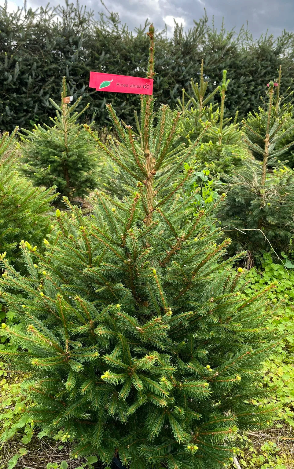 Norway Spruce 175-200cm.