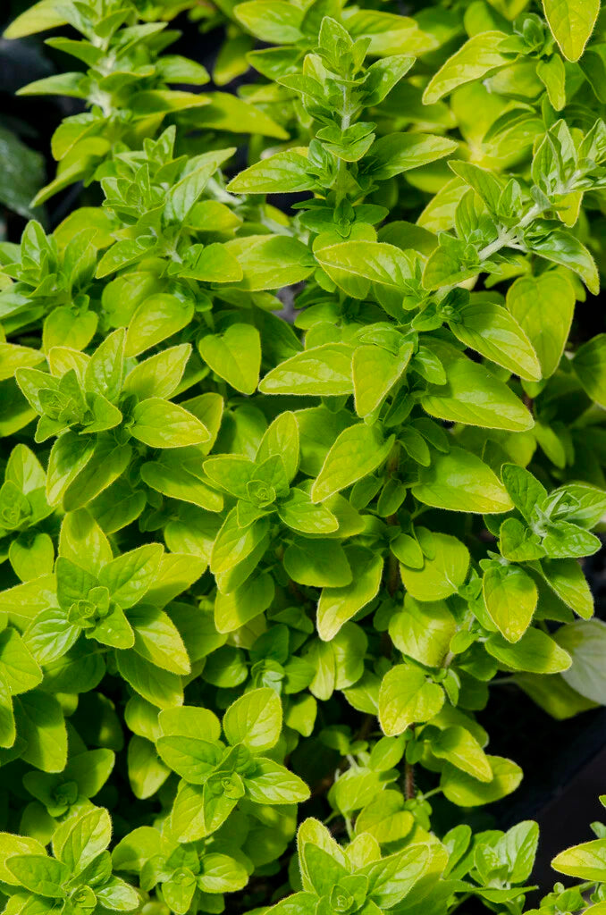 Oregano aureum Gold 10.5cm