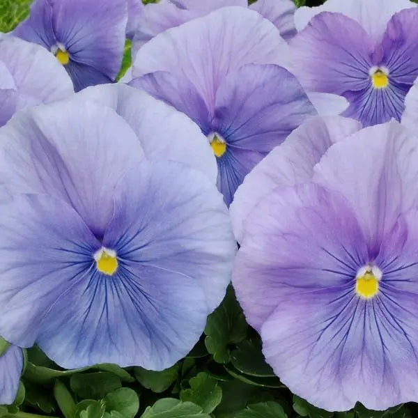 Pansy Matrix Azure 6 Pack