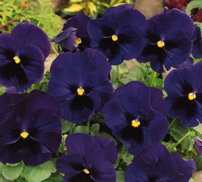 Pansy Matrix Blue Blotch 6 Pack