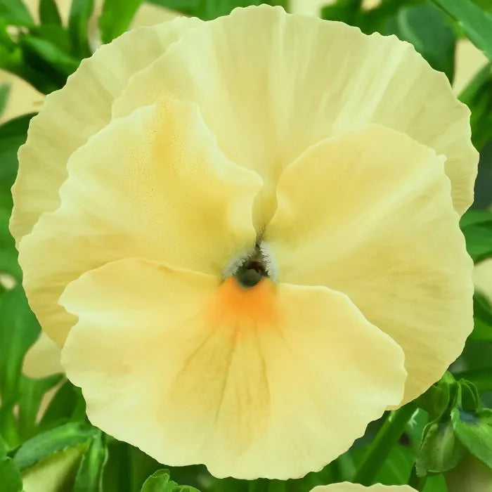 Pansy Matrix Lemon 6 Pack