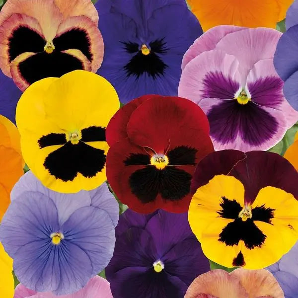 Pansy Matrix Mix 6 Pack