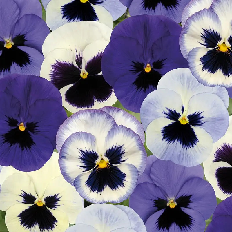 Pansy Matrix Ocean Breeze Mix 6 Pack